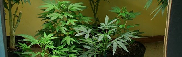 Marijuana – the myth